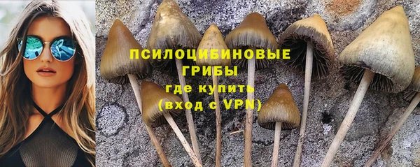 гашик Карпинск